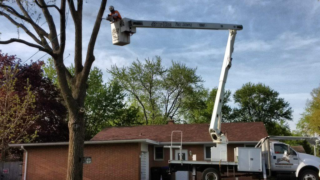 Tree Removal Services in North Shore