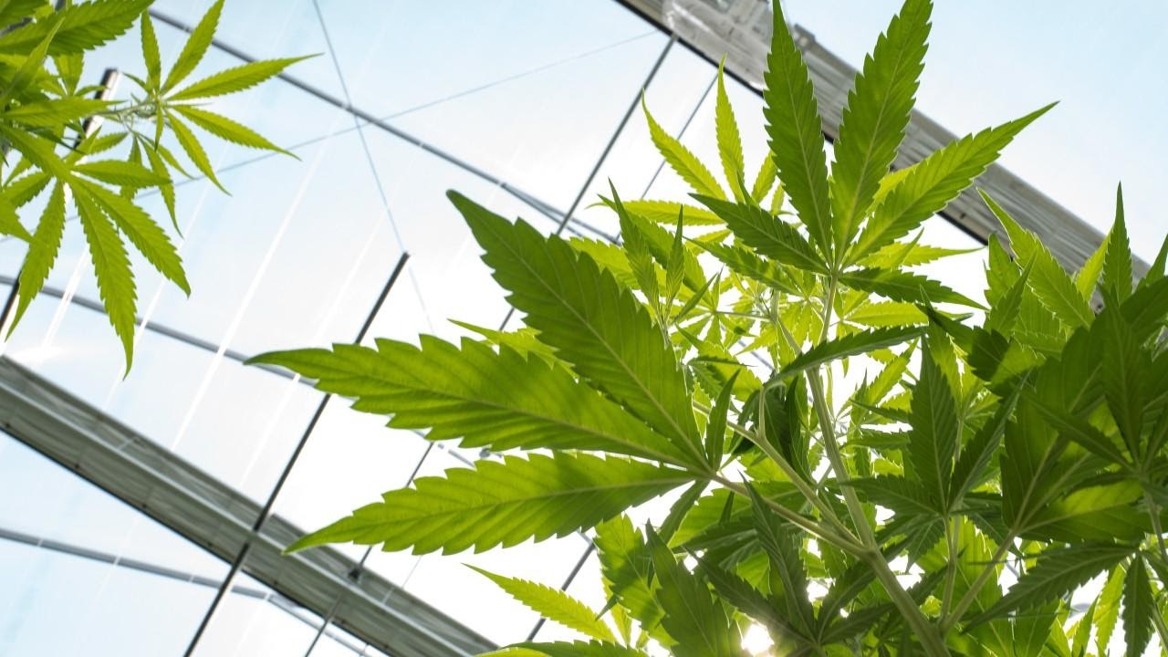6 Benefits of Cannabis legalization