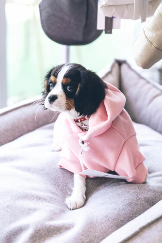 Why Clothes Are Important For Dogs