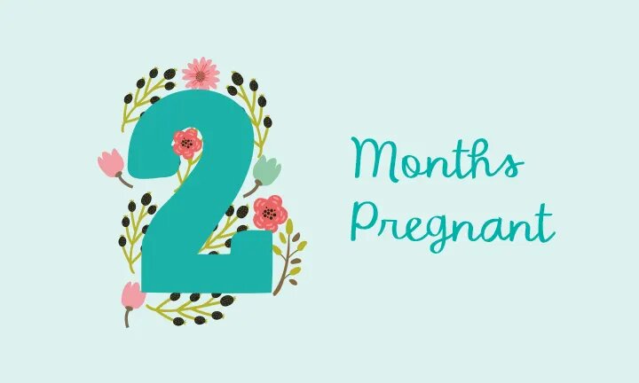 2nd Month Pregnancy